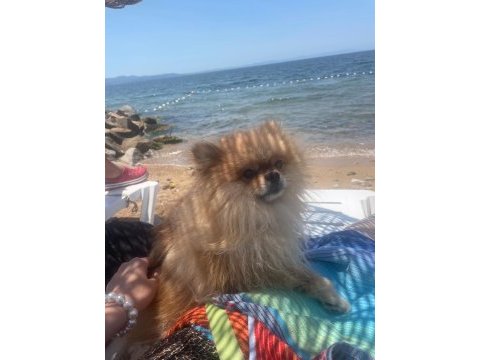 Pomeranian boo köpeğimiz