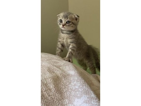 2 aylık scottish fold yavru kedimiz