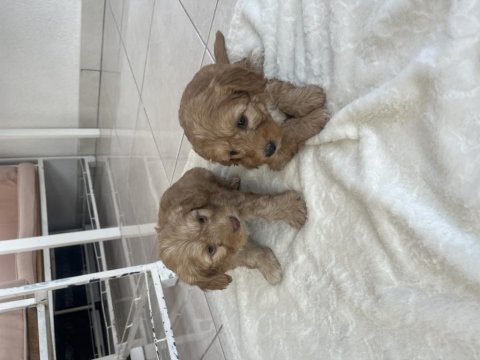 Maltipoo yavrumuz