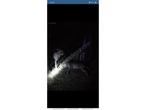 Cobra torunundan ücretsiz sert yavrular