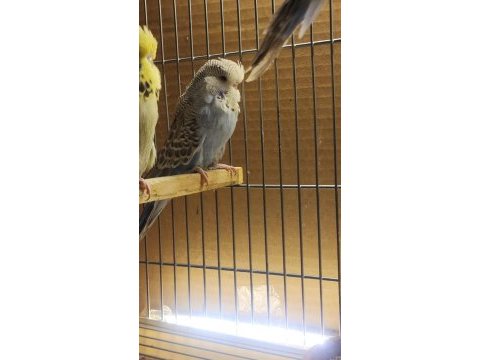 Show erkek yavru muhabbet kuşlar