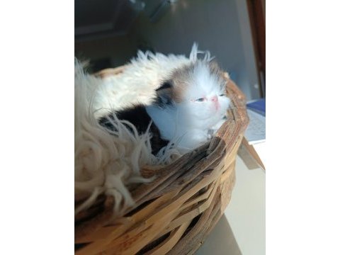 Shorthair iran persian