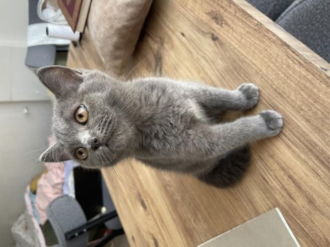 3 aylık british erkek kedi