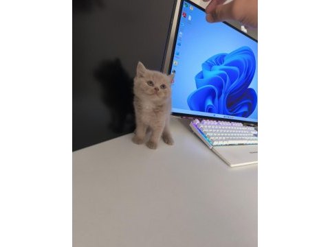 Fawn bsh safkan şecereli british shorthair
