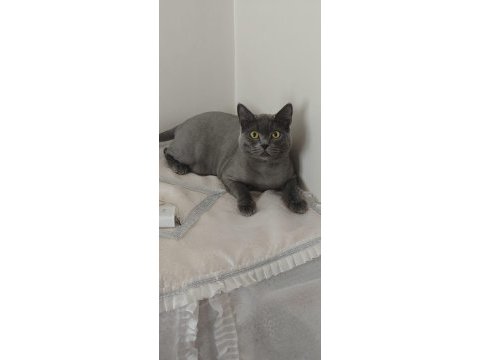 Kedi cinsiyet british