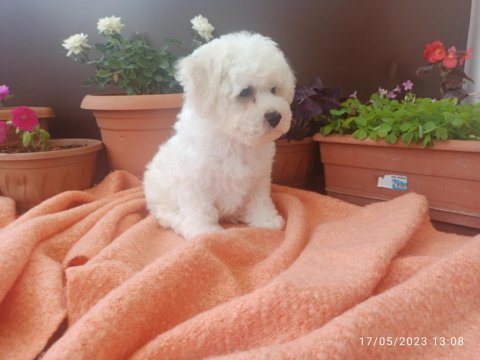 21 mart doğumlu bichon frise kızlarım