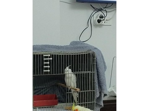 Heavy sultan papağanı erkek