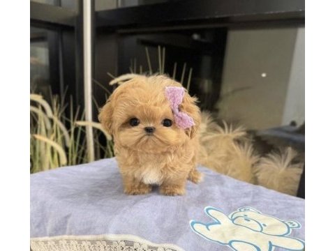 Enerji deposu bebek maltipoo