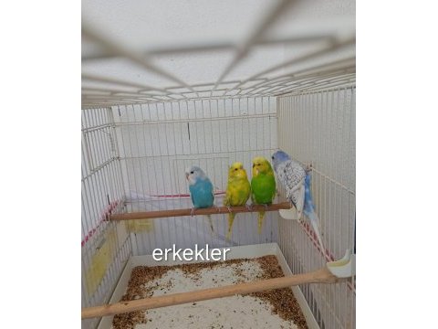Dişi ve erkek muhabbet kuşu