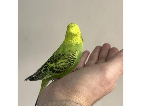 Bebek muhabbet kuşu yeni yeme düşmüş gönderim var
