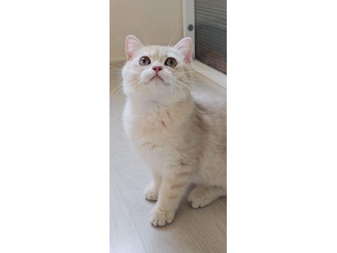 British shorthair safkan kedimizi sahiplendiriyoruz