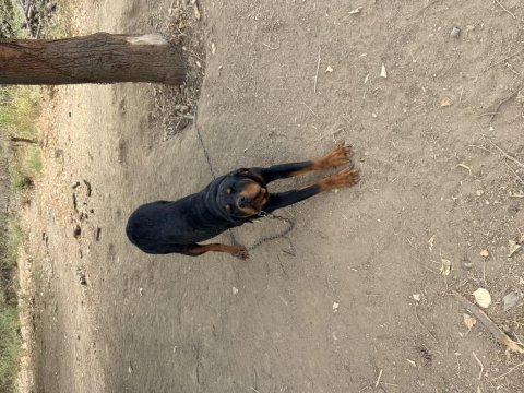 Dişi ve erkek rottweiler