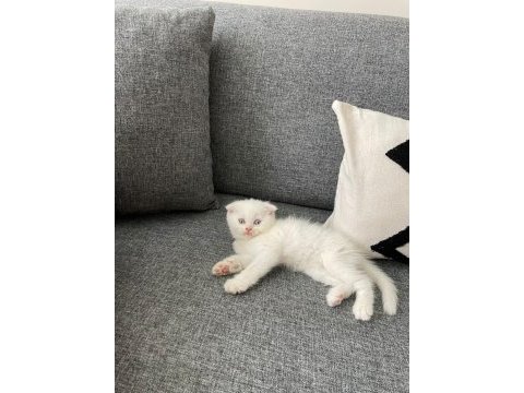 İzmir 2 aylık erkek scottish fold