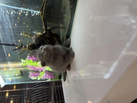 Orjinal scottish fold yavrusu