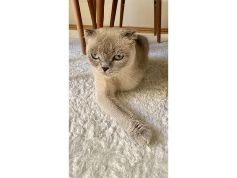 Scottish fold kedimizi sahiplendirme