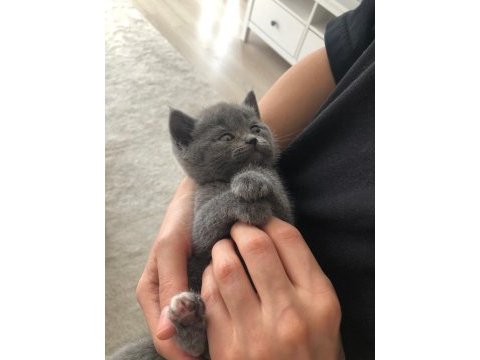 British shorthair erkek