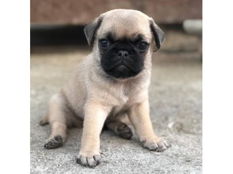 Mops erkek dişi uygun pug