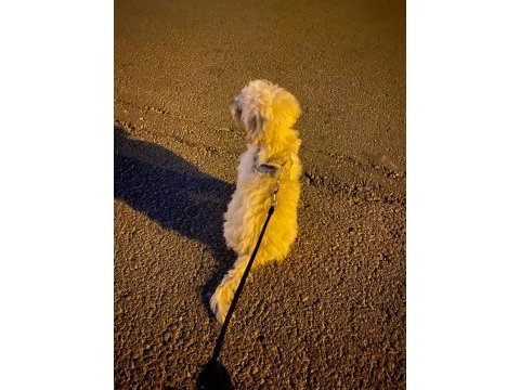 Maltipoo hiçbir sağlık sorunu yok