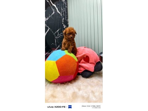 Antalya kaliteli poodle (her ile gönderim yapılır)