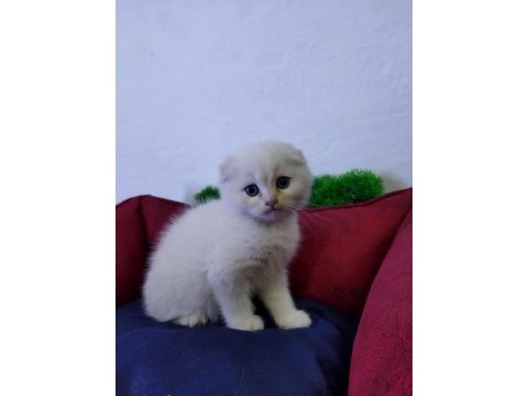 Muhteşem güzellikte beyaz scottish fold yavrularımız