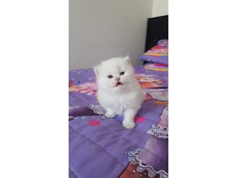 Kalite kediler tesadüf değildir