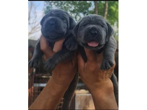 Cane corso yavru