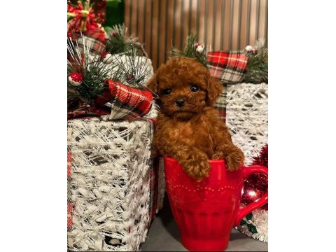 Ankara nın en güzel toy poodle yavruları