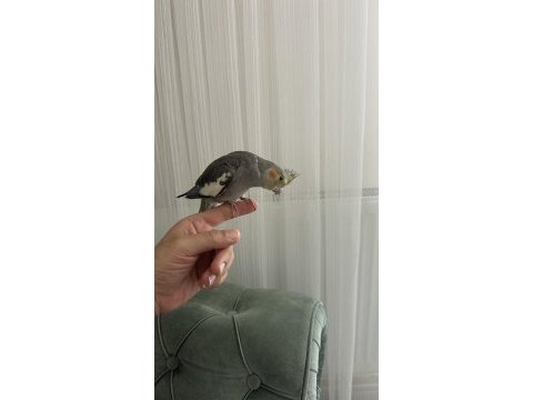 2 aylık ele gelen sultan papağanı