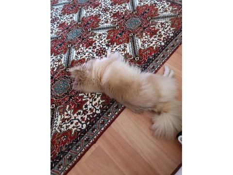 Pomeranian spitz latte kızımıza yuva arıyoruz