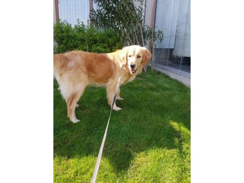 Ücretsiz sahiplendirme golden retriever köpeği