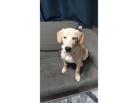 5.5 aylık labrador bütün aşıları yapıldı çipi takıldı