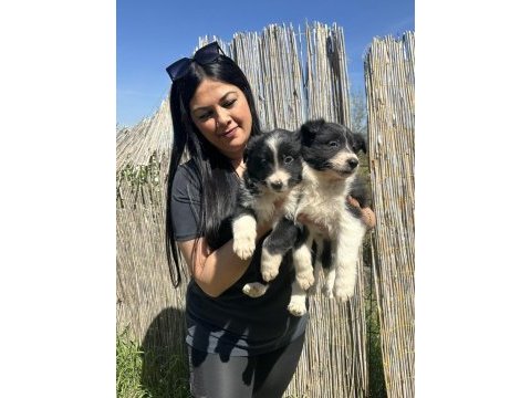 Dişi border collie yavrularım