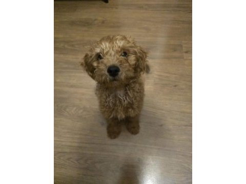 Toy poodle yavrumuza yeni yuva arıyoruz