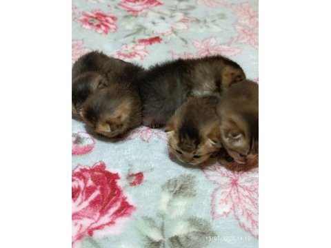 Safkan evde bakılan scottish fold yavrular