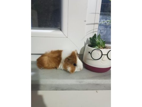 Yavru peruvan guinea pig