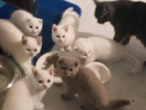 Koca kafa bir yıl be scottish fold kediler