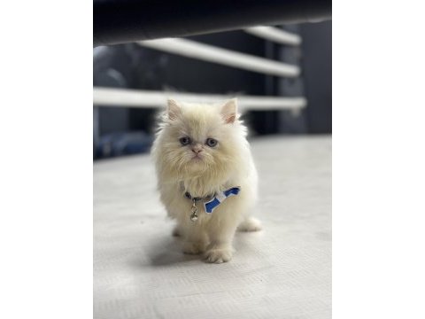 İran persian red point