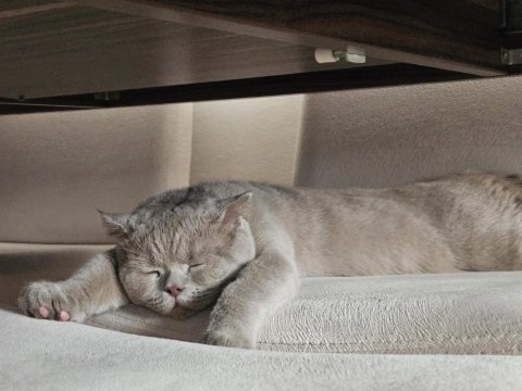 Scottish fold behlül e iyi bakacak bir yuva arıyoruz