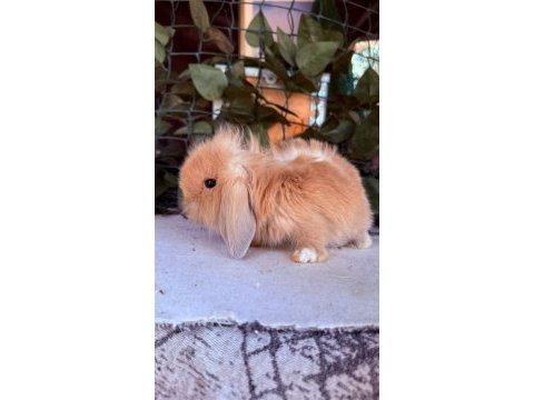 Orjinal hollanda teddy lop tavşan yavrular