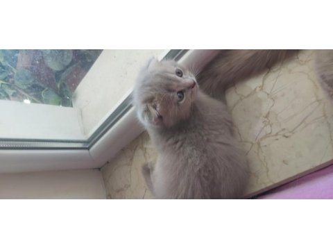 3 aylık scottish fold