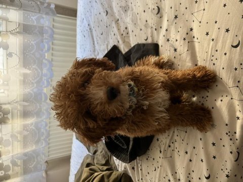 Toy poodle yavru