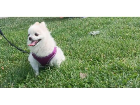 3 yaşında pomeranian boo