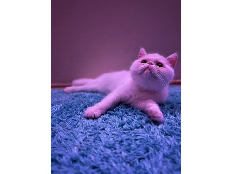 Exotic shorthair sağlıklı erkek yavrumuz
