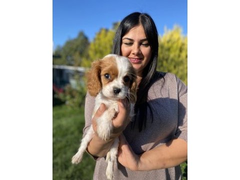 Cavalier king charles yavrularım