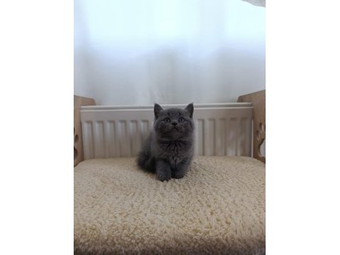 British shorthair yavrularımız