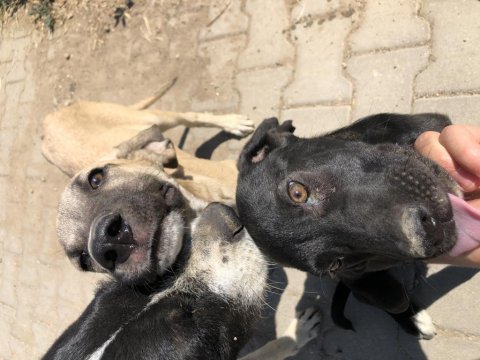 Şirin av köpeği yavruları sahiplendirilecektir