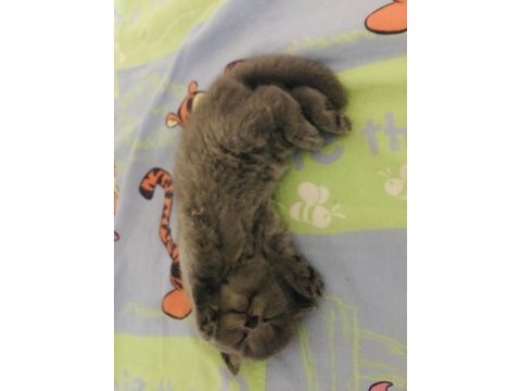 Top kafa ayı surat a kalite şecereli babadan yavru kediler