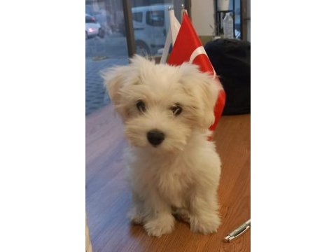 Bir buçuk aylık maltese terrier
