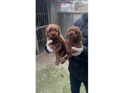 Toy poodle bebekler yeni yuvasına gitmeye hazır