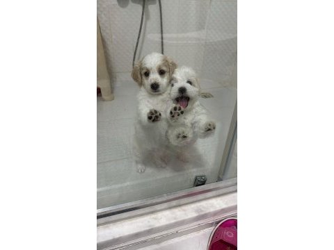 45 günlük köpeklerimiz